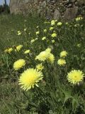 Смотреть изображение Urospermum dalechampii