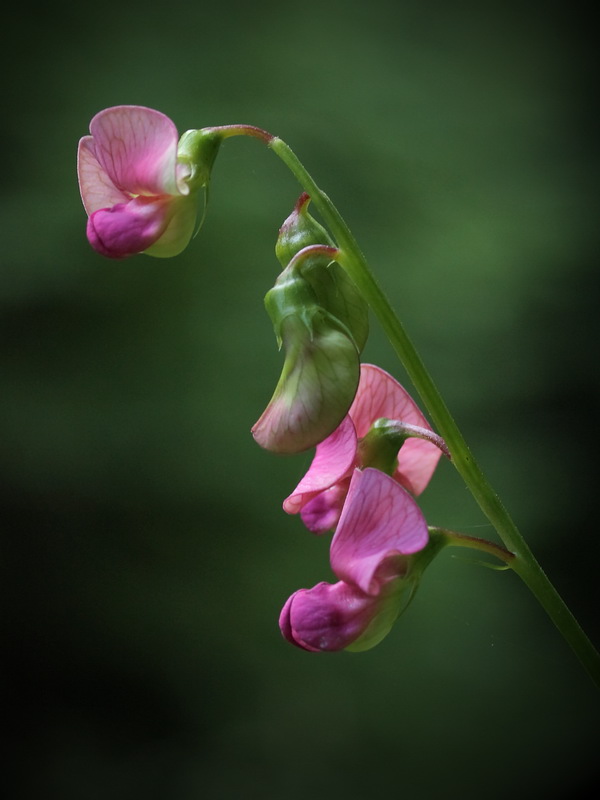 Изображение особи Lathyrus sylvestris.