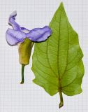 Image of taxon representative. Author is Татьяна Мальчинская