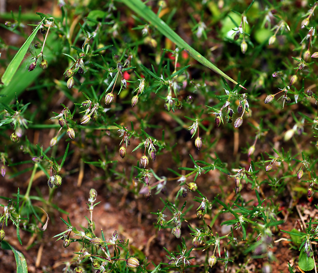 Image of Spergularia rubra specimen.