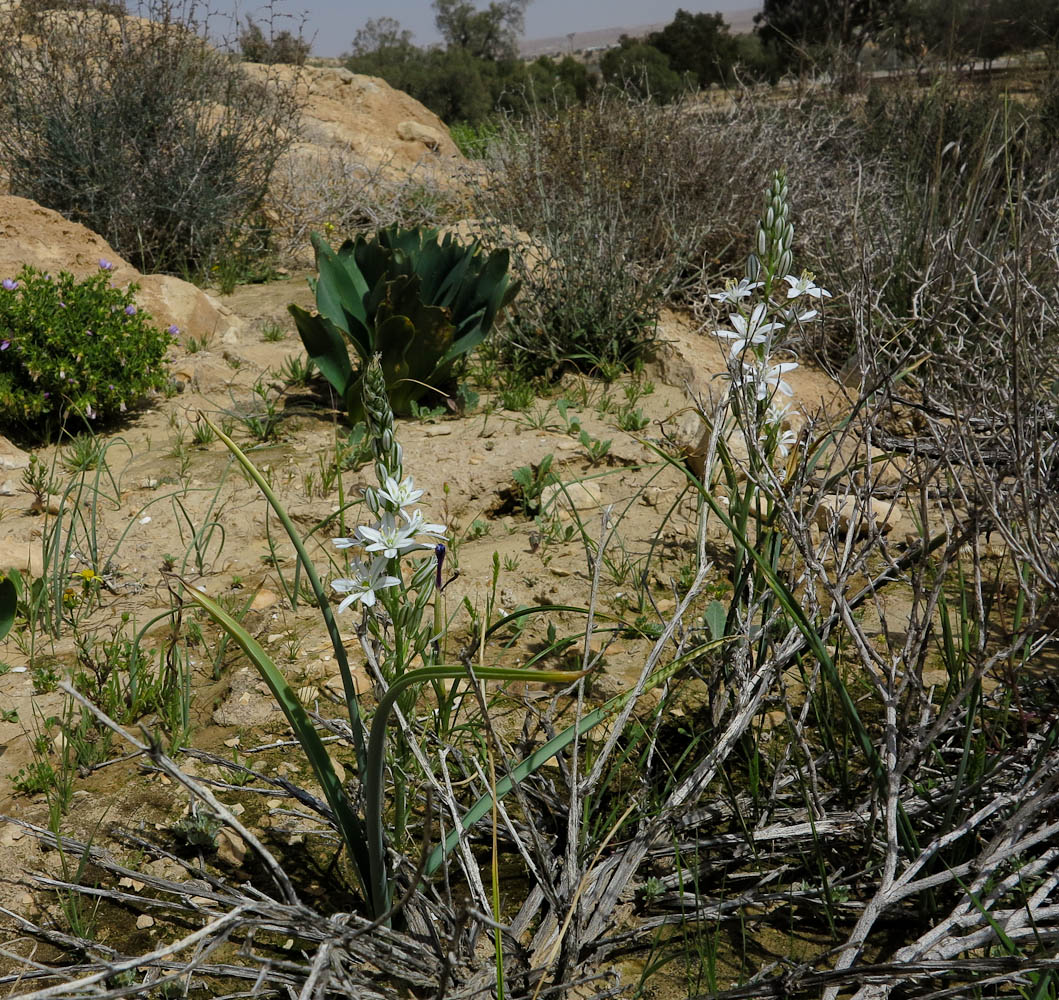 Изображение особи Ornithogalum narbonense.