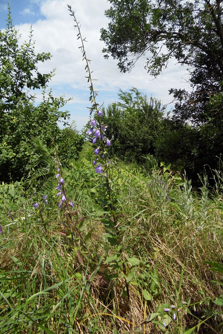 Изображение особи Campanula rapunculoides.