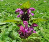 Lamium maculatum. Соцветия. Адыгея, Кавказский биосферный заповедник, хр. Каменное Море, юго-восточный склон горы Нагой-Кош, субальпийский луг среди камней, ≈ 1860 м н.у.м. 13.06.2016.