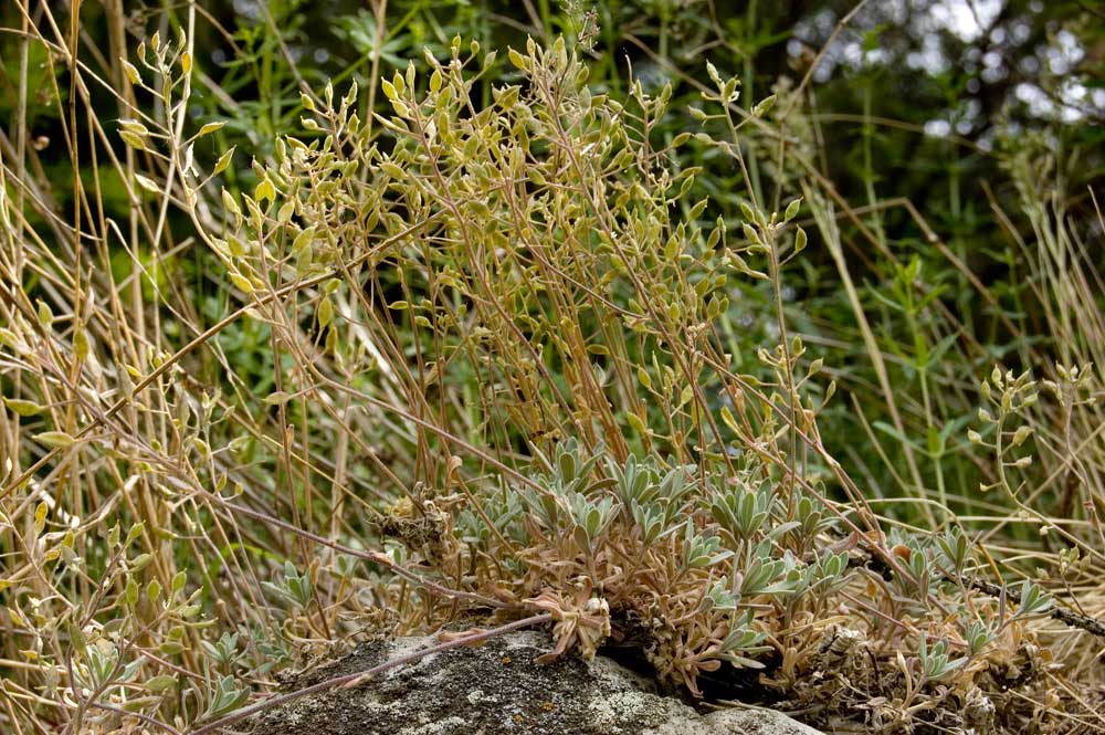Image of Schivereckia podolica specimen.