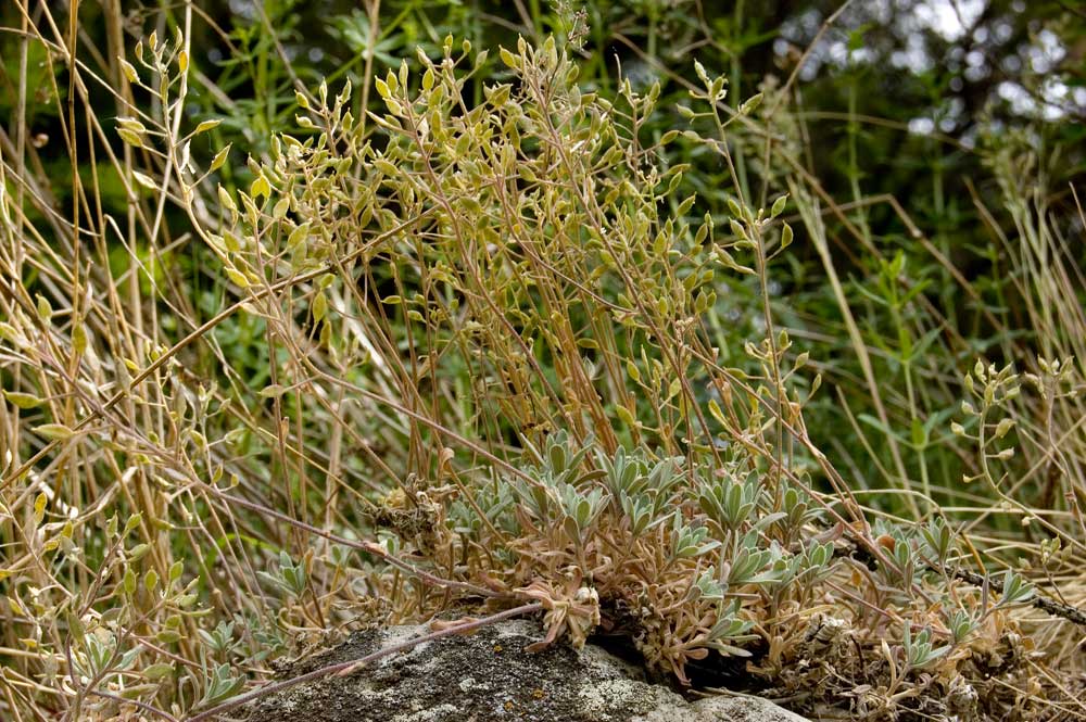 Изображение особи Schivereckia podolica.