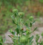 Grindelia squarrosa