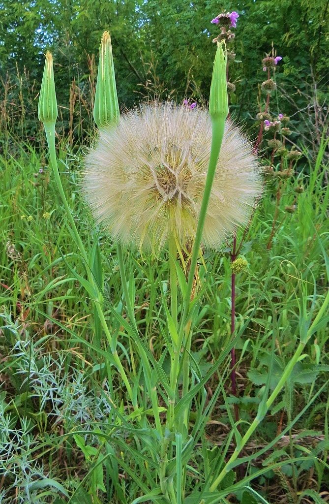 Image of Tragopogon dubius ssp. major specimen.