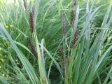 Carex acuta
