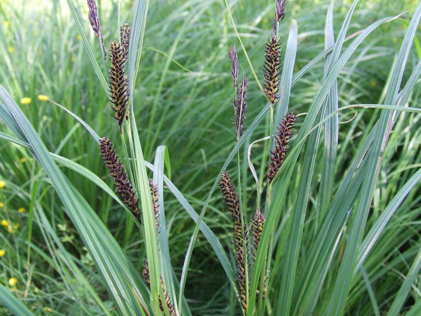 Image of Carex acuta specimen.