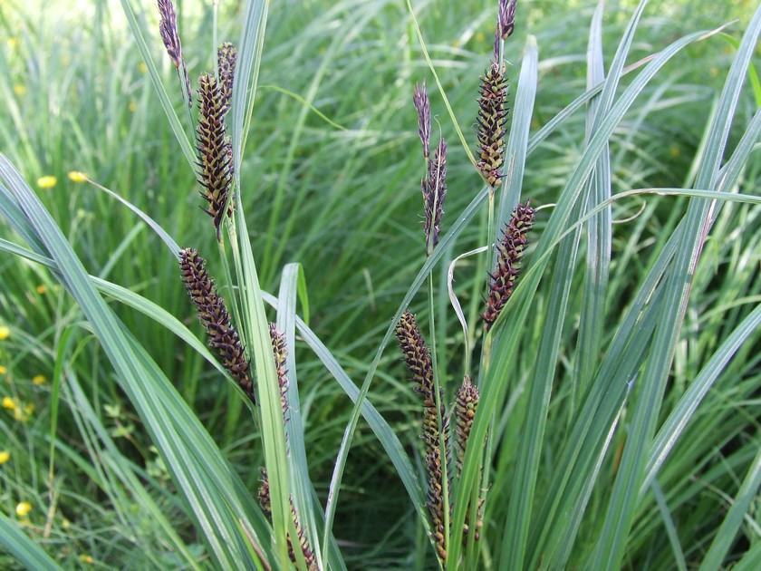 Изображение особи Carex acuta.