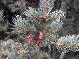 Picea schrenkiana