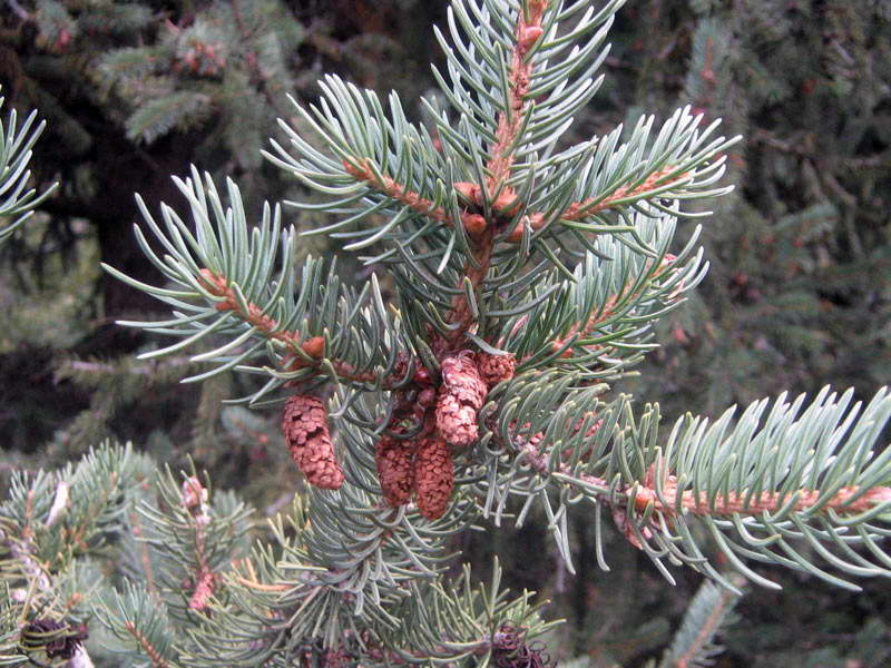 Изображение особи Picea schrenkiana.