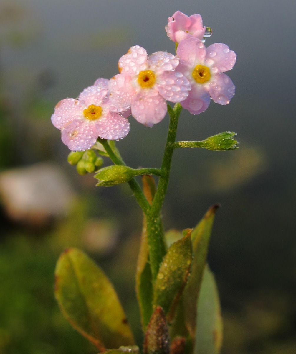 Изображение особи Myosotis palustris.