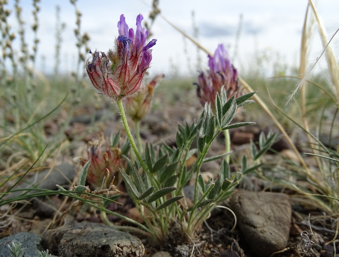 Изображение особи Astragalus laguroides.