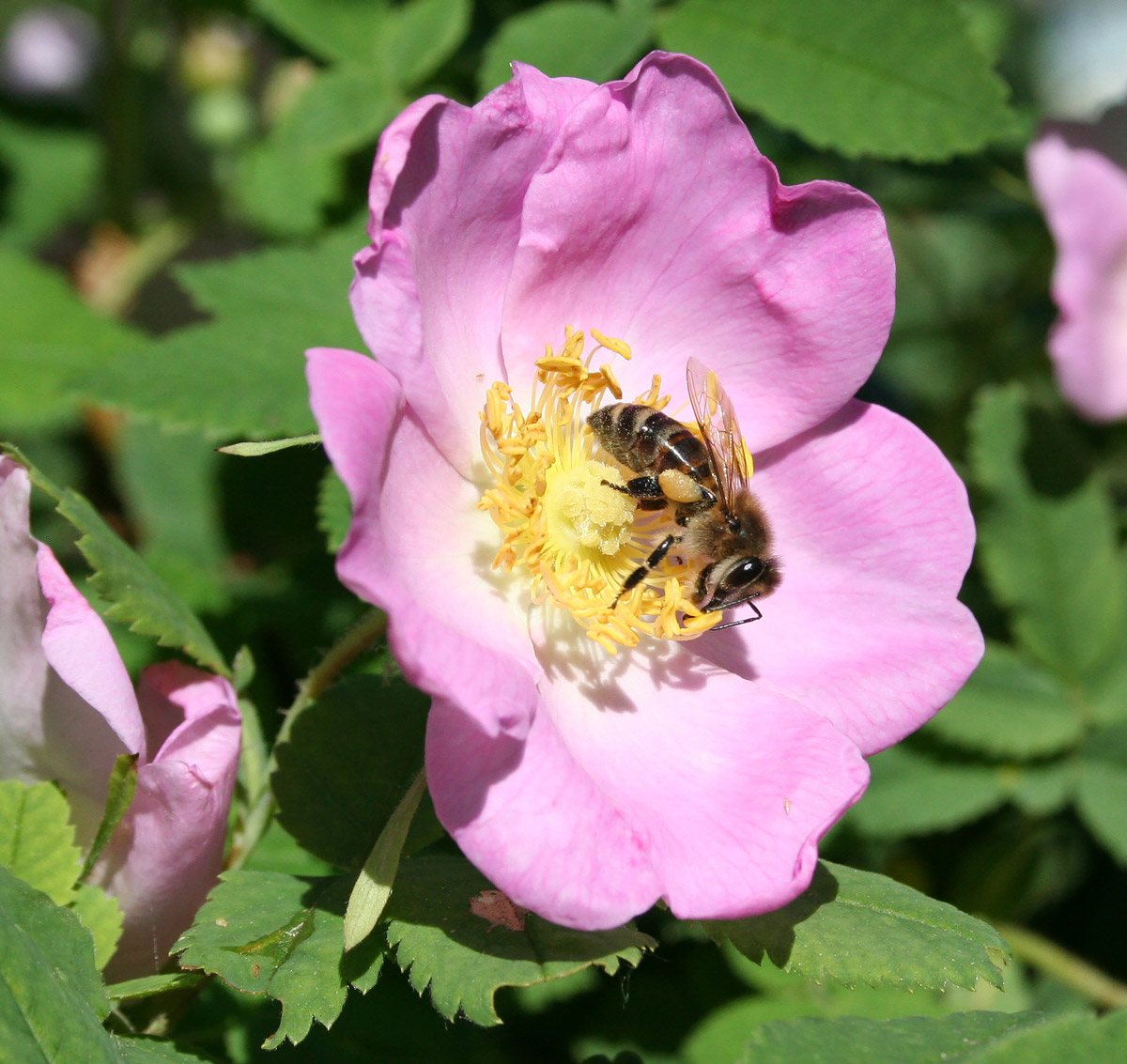 Изображение особи Rosa acicularis.