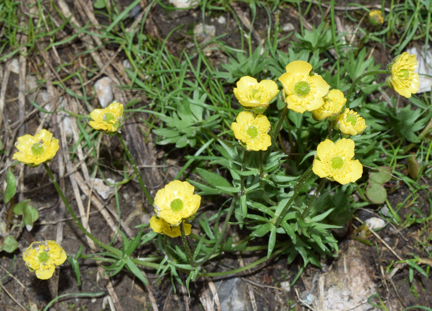 Image of Ranunculus rubrocalyx specimen.
