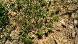 Trifolium leucanthum