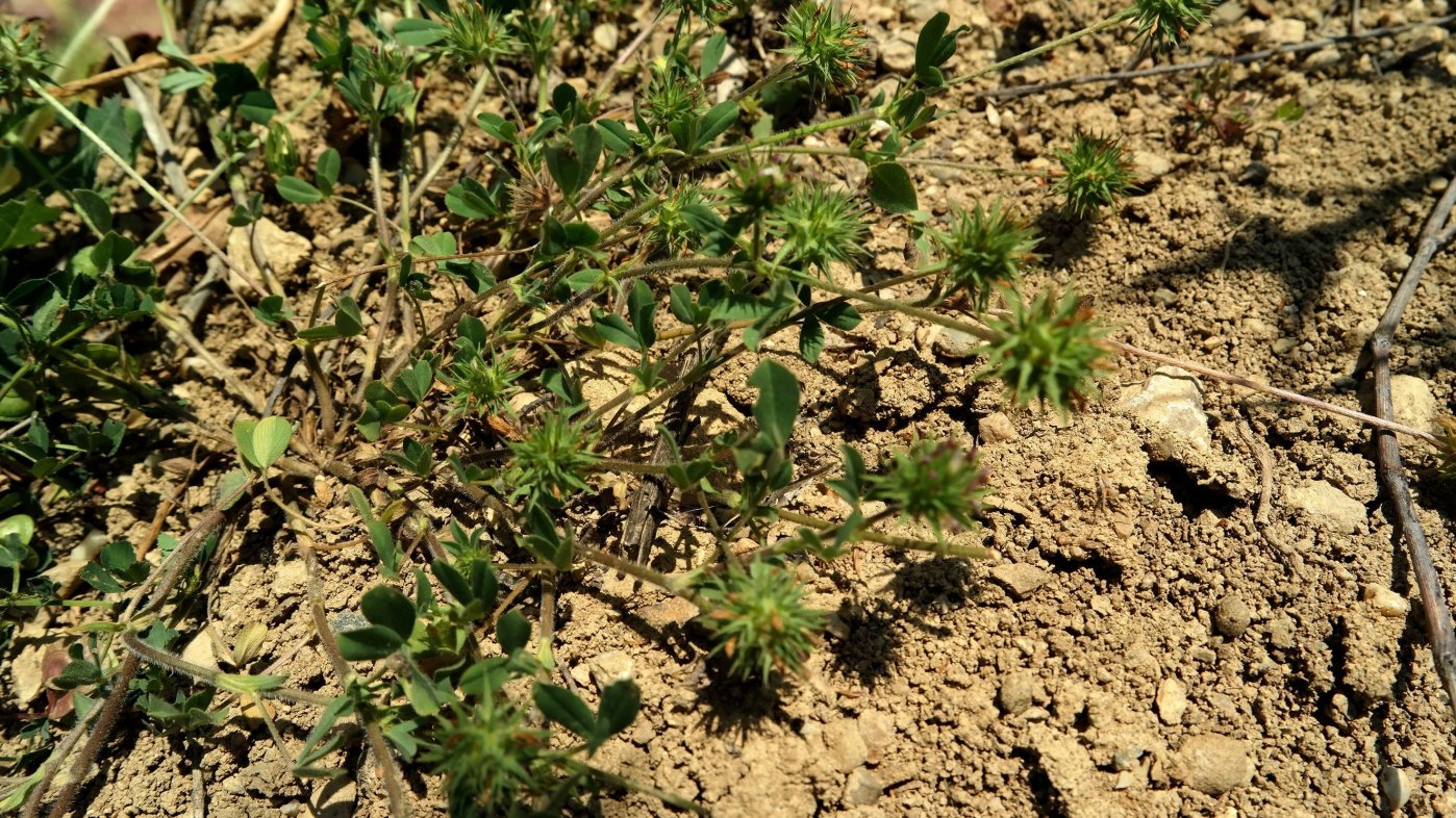 Image of Trifolium leucanthum specimen.