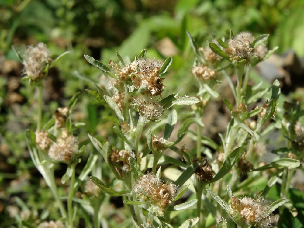 Image of Gnaphalium uliginosum specimen.