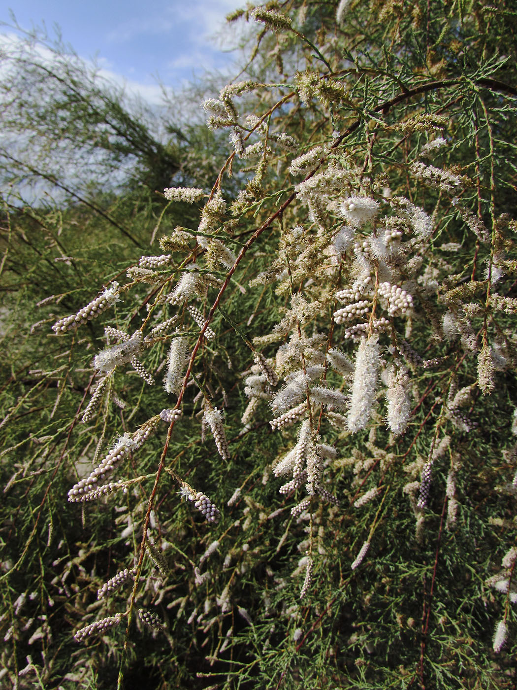 Изображение особи Tamarix africana.