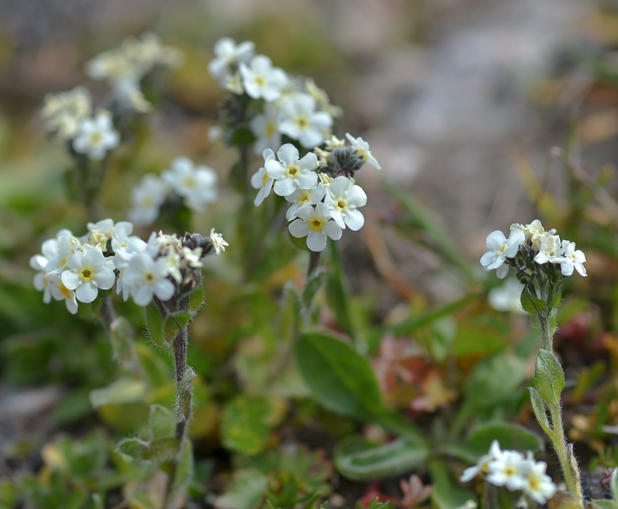 Изображение особи Eritrichium villosum.