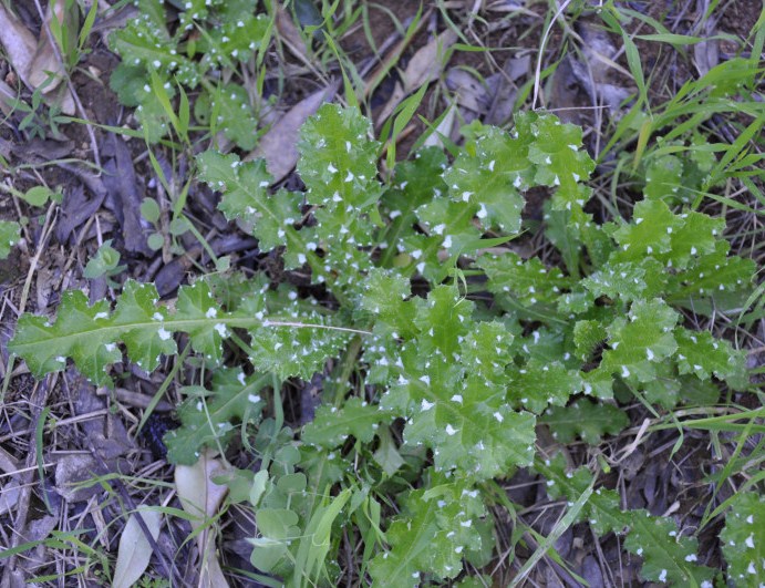 Изображение особи Carduus acicularis.