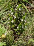 Euphrasia maximowiczii