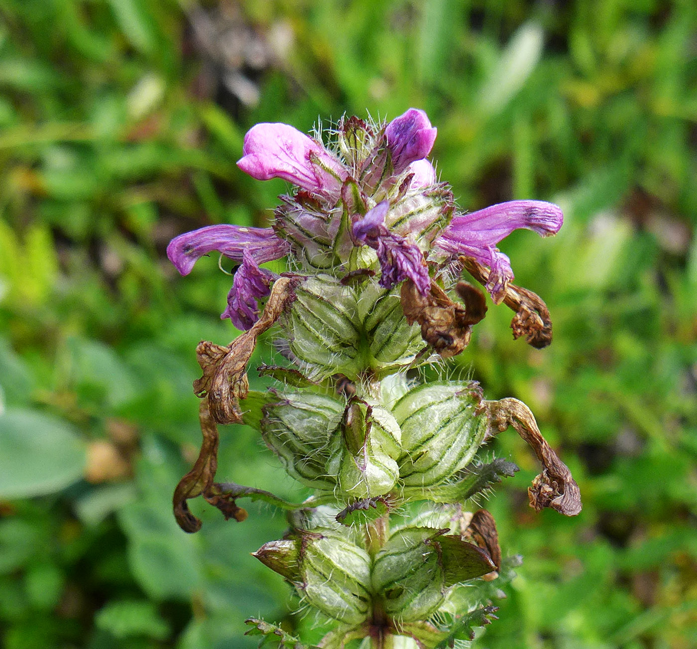 Изображение особи Pedicularis verticillata.