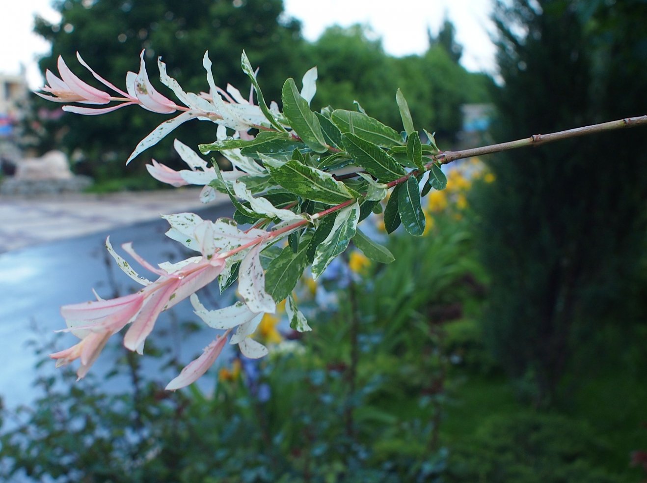 Image of Salix integra specimen.