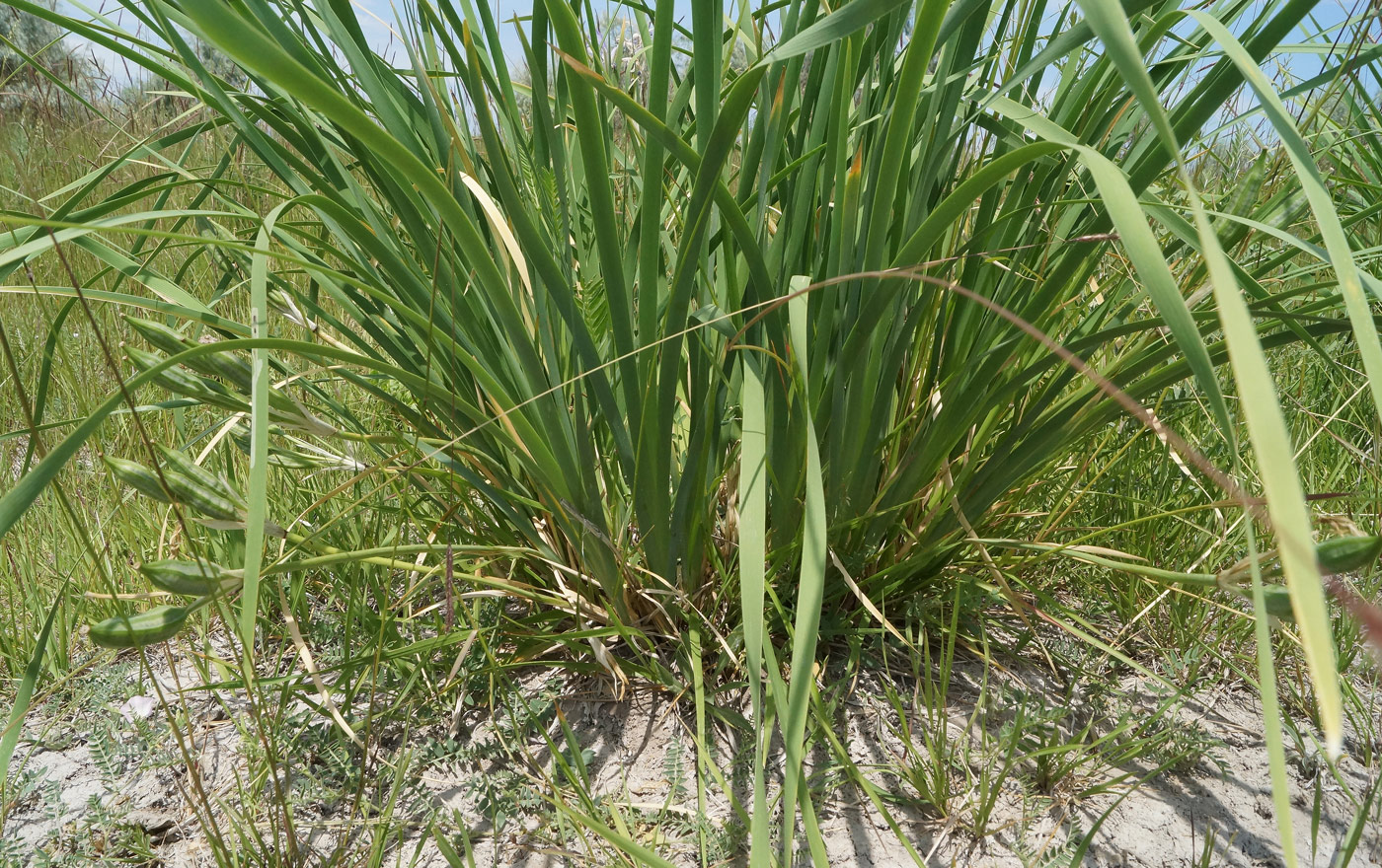 Image of Iris pallasii specimen.