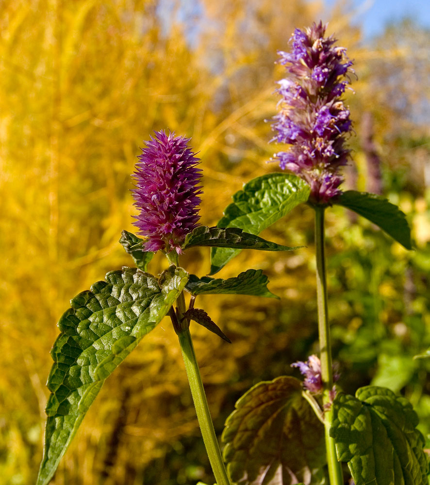 Image of Agastache foeniculum specimen.