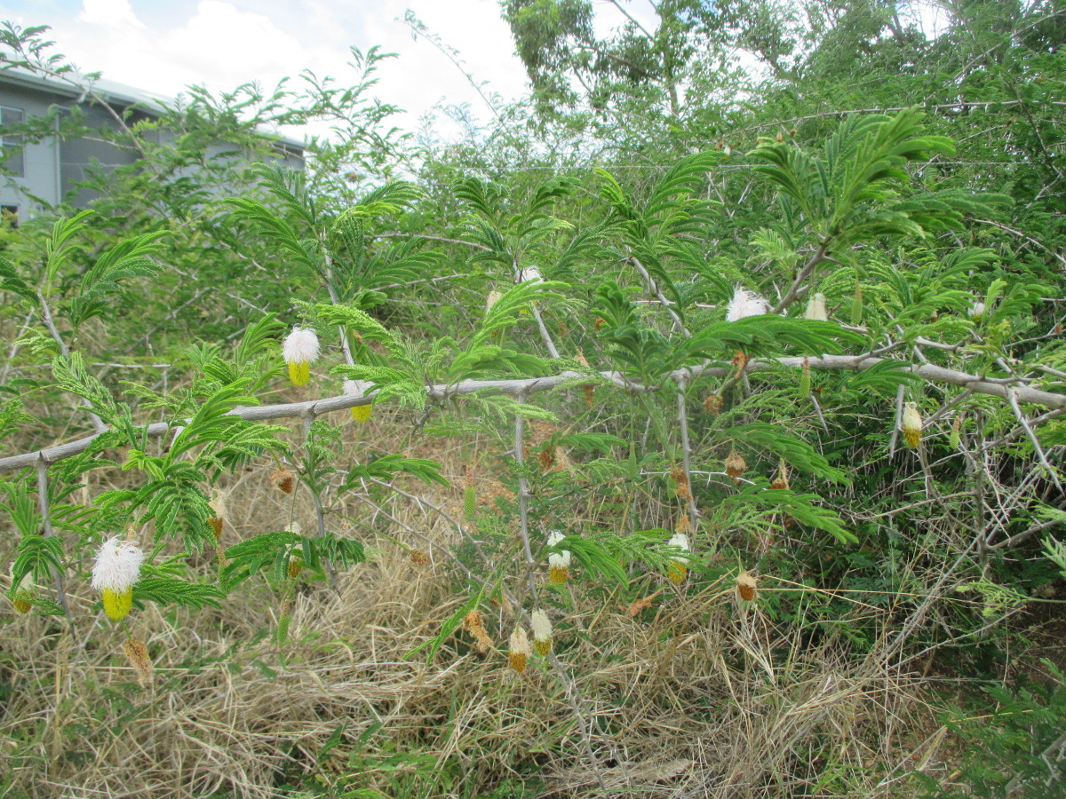Изображение особи Dichrostachys cinerea.