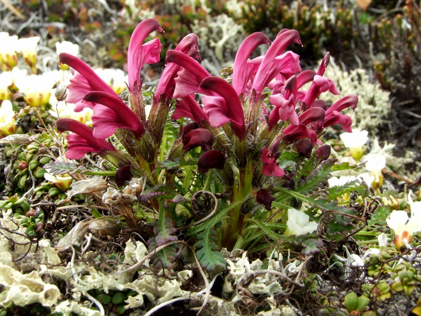 Изображение особи Pedicularis ochotensis.