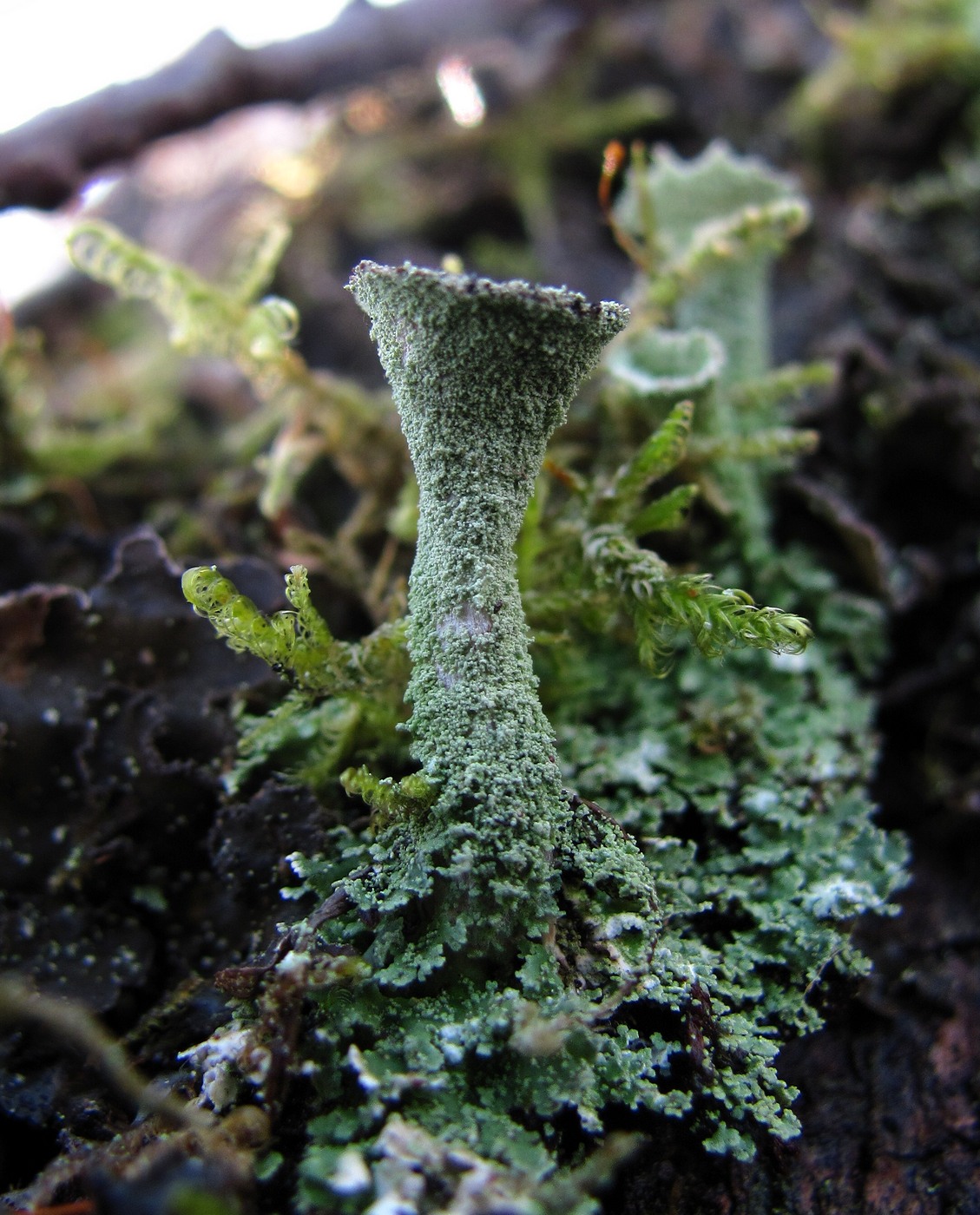 Image of Cladonia fimbriata specimen.