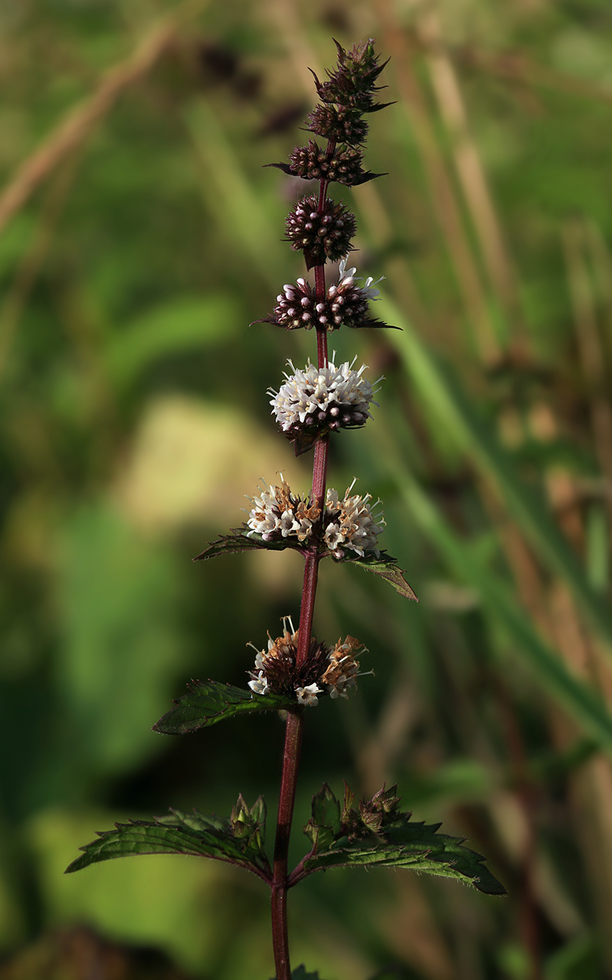 Image of Mentha canadensis specimen.