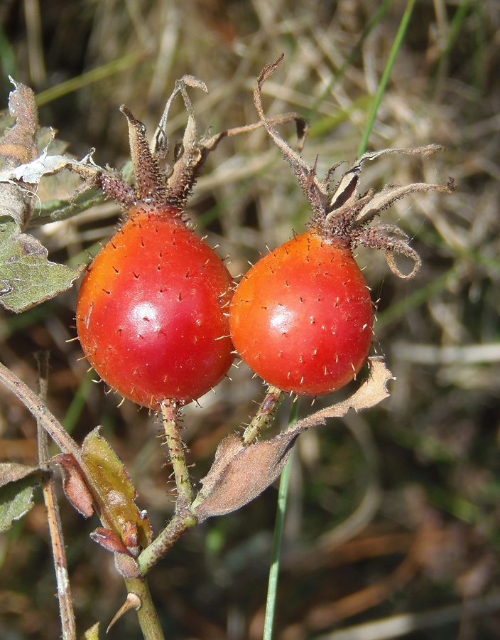 Image of Rosa villosa specimen.