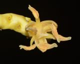 Cocos nucifera