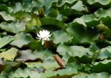 Nymphaea alba