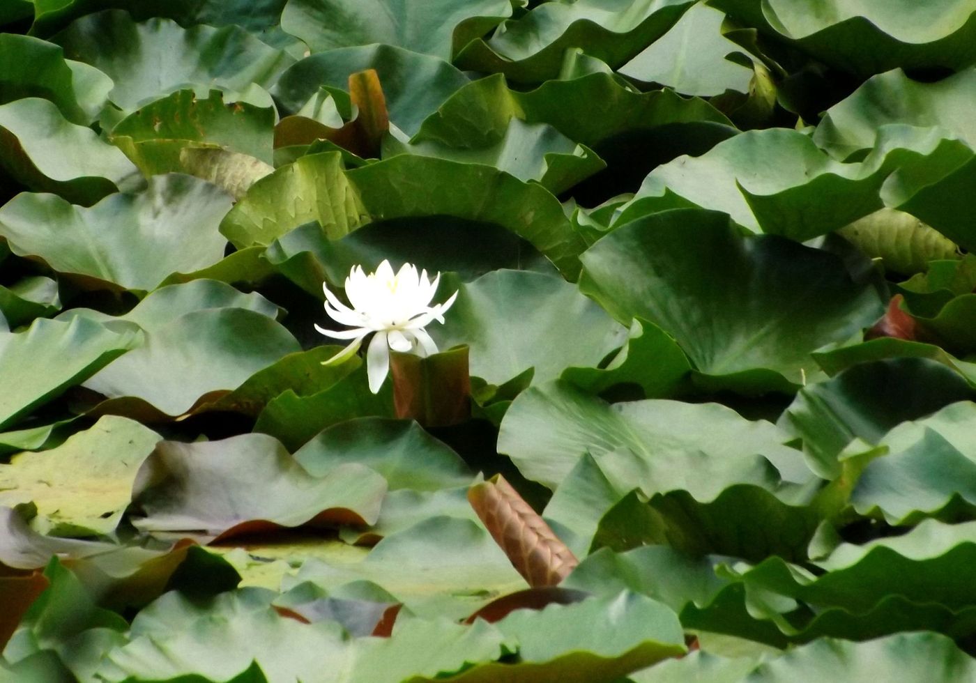 Image of Nymphaea alba specimen.