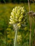 Oxytropis pilosa