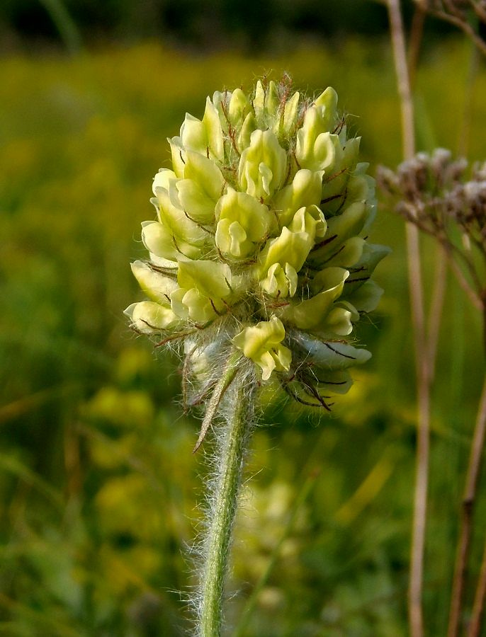 Image of Oxytropis pilosa specimen.