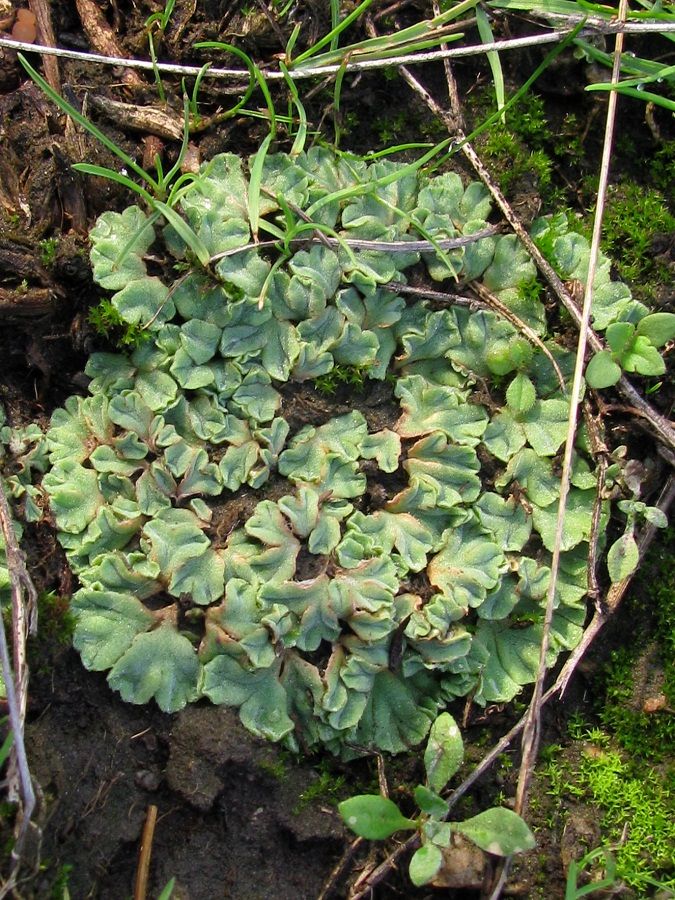 Image of genus Riccia specimen.