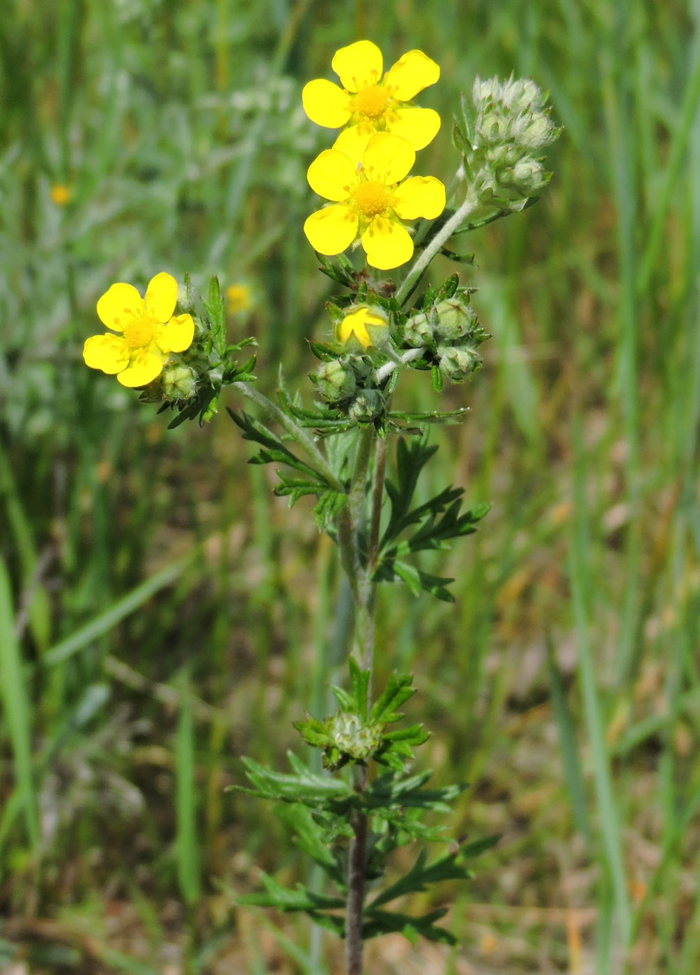 Изображение особи Potentilla argentea.