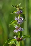 Mentha arvensis
