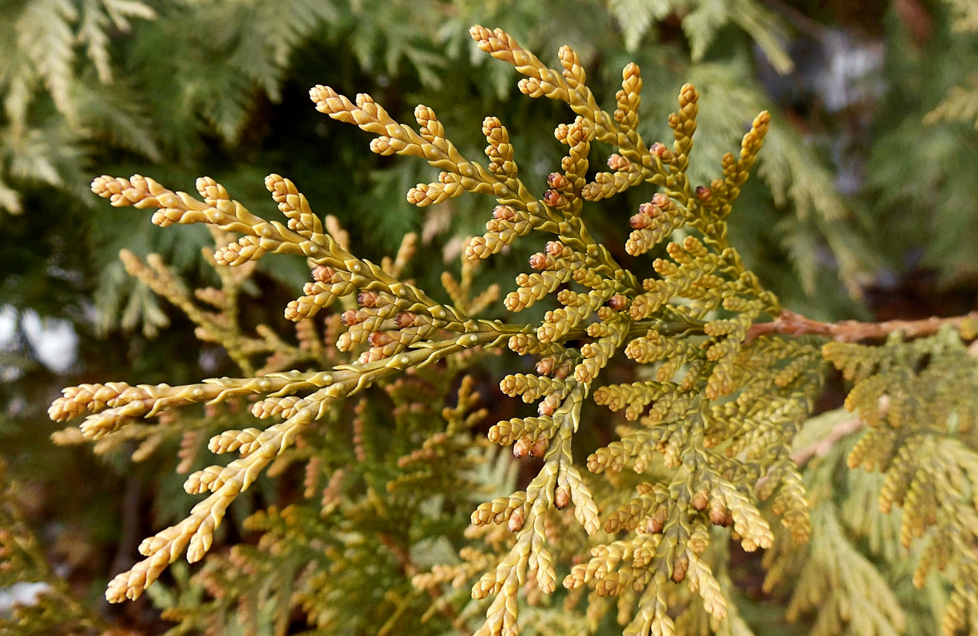 Image of Thuja occidentalis specimen.