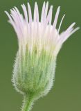 Erigeron acris
