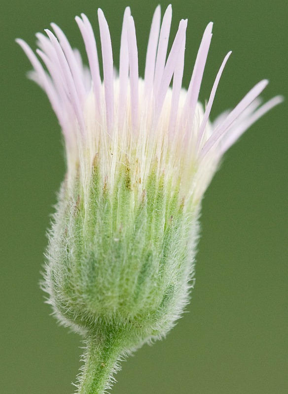 Image of Erigeron acris specimen.