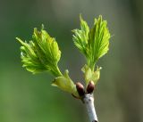 Viburnum opulus. Молодые листья на верхушке побега. Московская обл., Раменский р-н, окр. дер. Хрипань, садовый участок. 02.05.2017.
