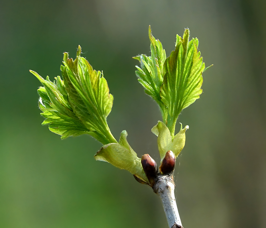 Изображение особи Viburnum opulus.