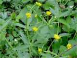 genus Ranunculus